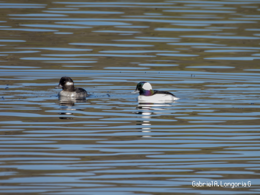 Bufflehead - ML647261722