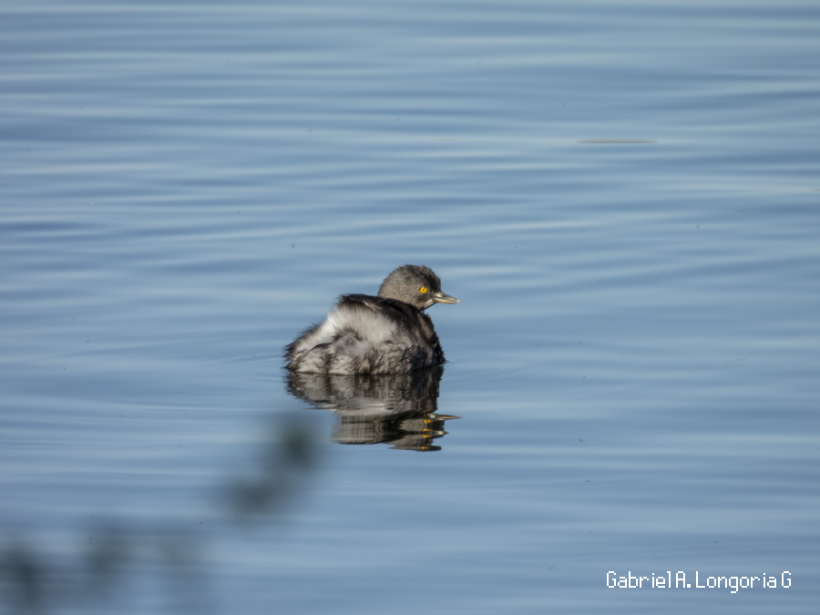 Least Grebe - ML647261735
