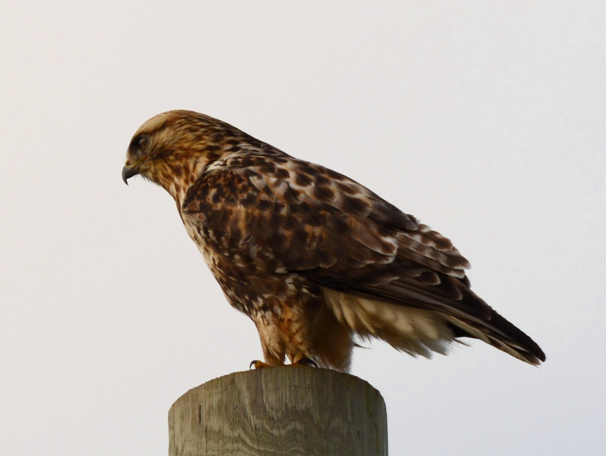 Rough-legged Hawk - ML647261741