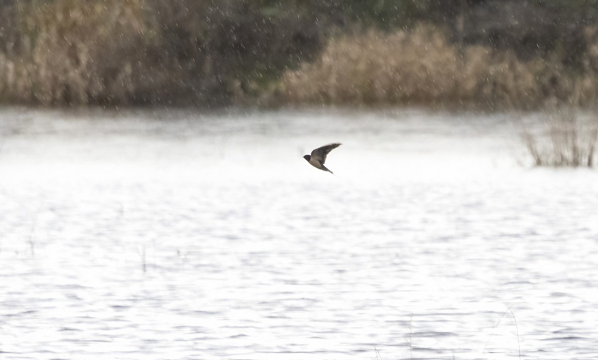 Ластівка сільська - ML647261742