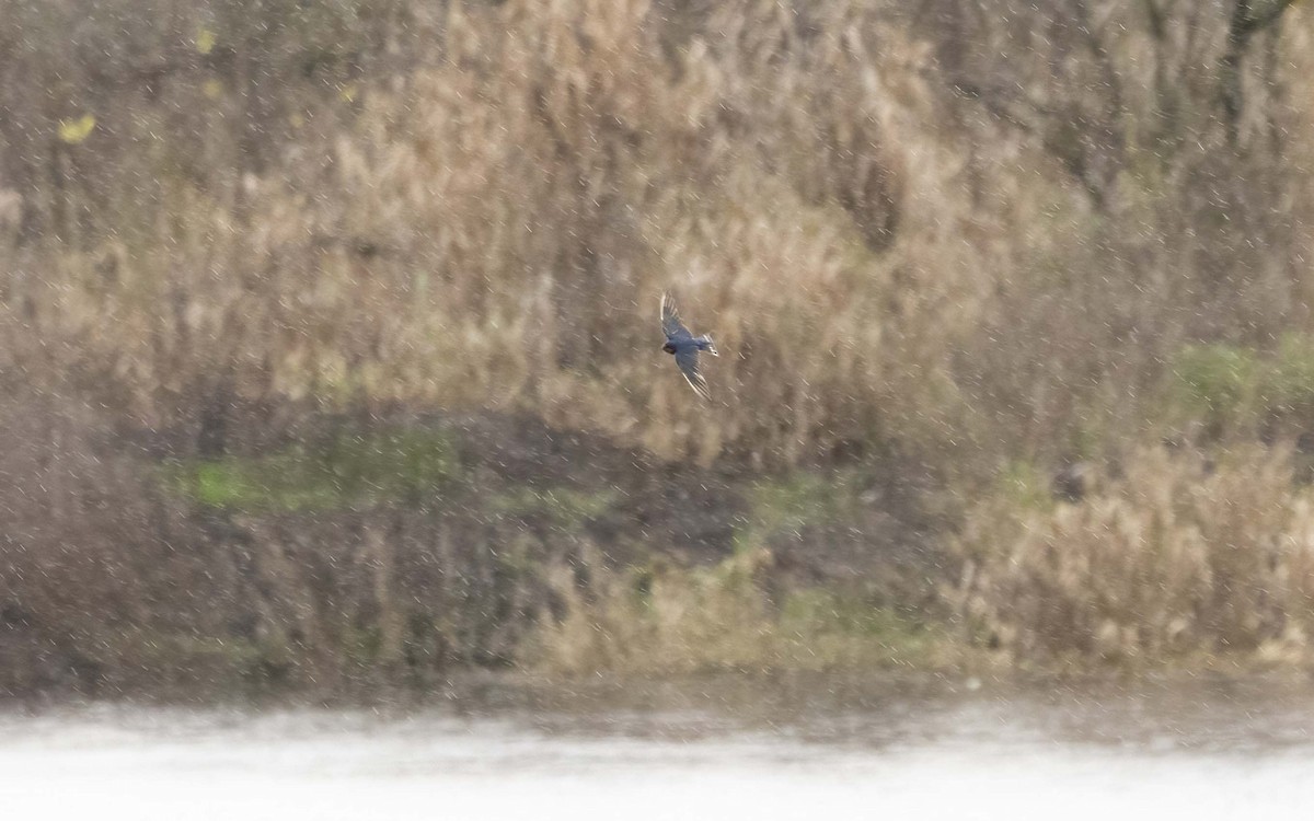 Ластівка сільська - ML647261743