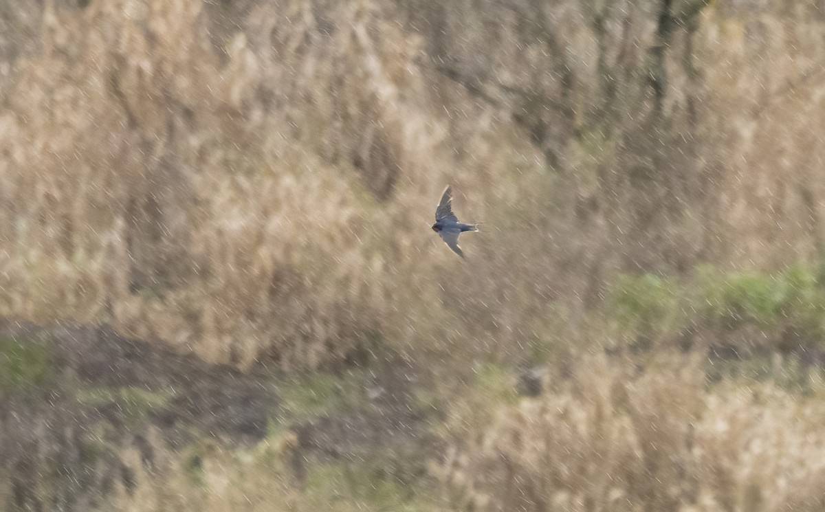 Ластівка сільська - ML647261744