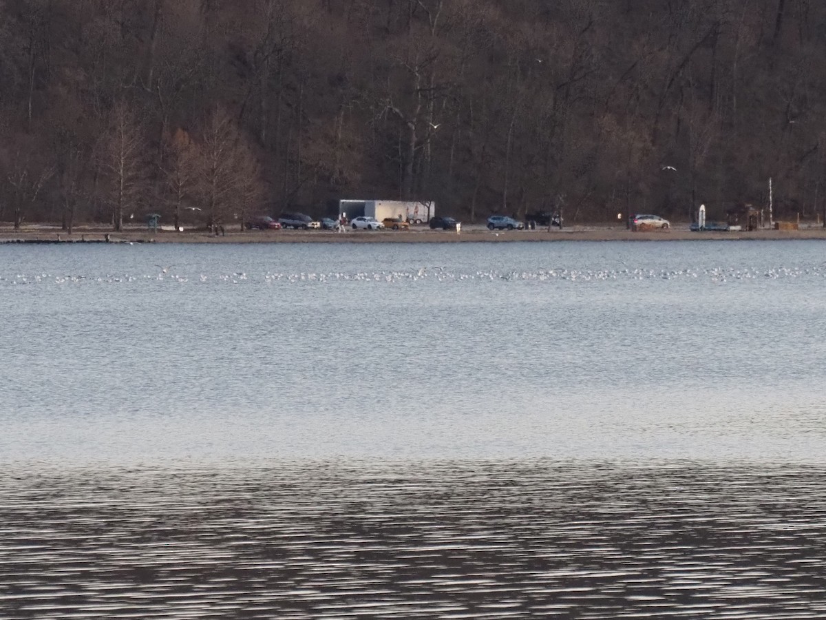 gull sp. - ML647261745