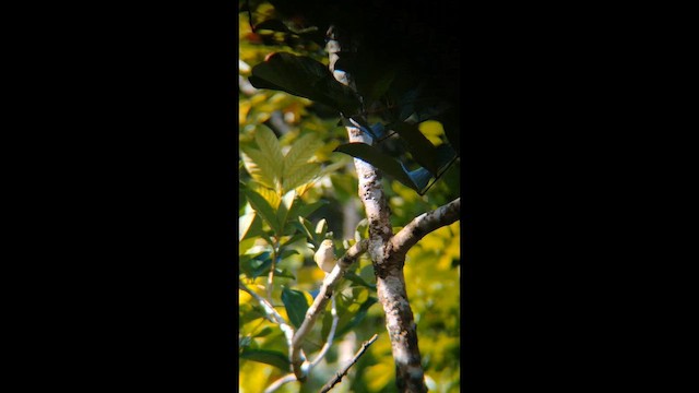 White-eyed Vireo - ML647261746