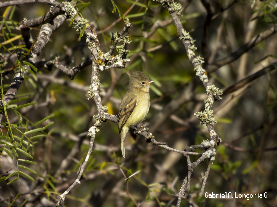 Northern Beardless-Tyrannulet - ML647261747