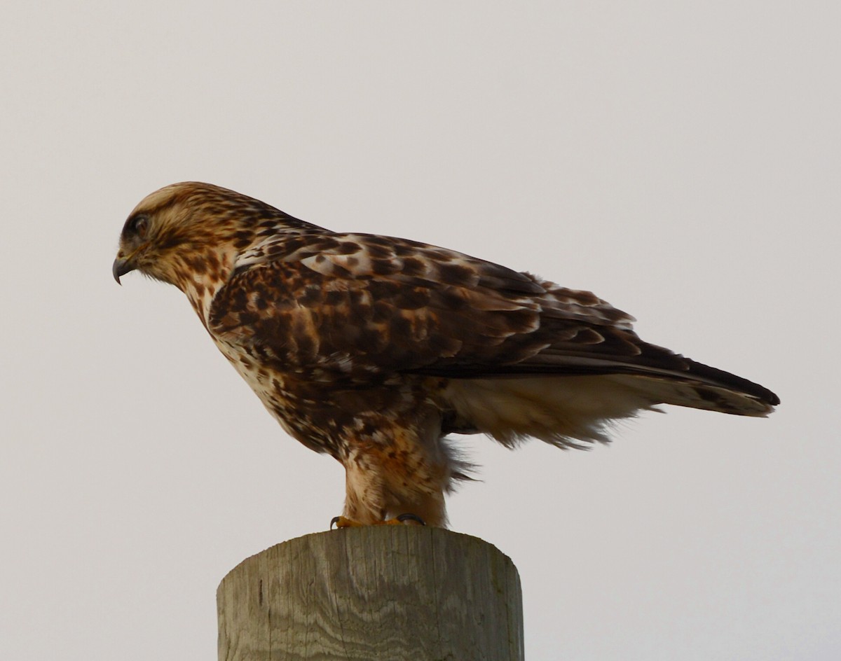 Rough-legged Hawk - ML647261748