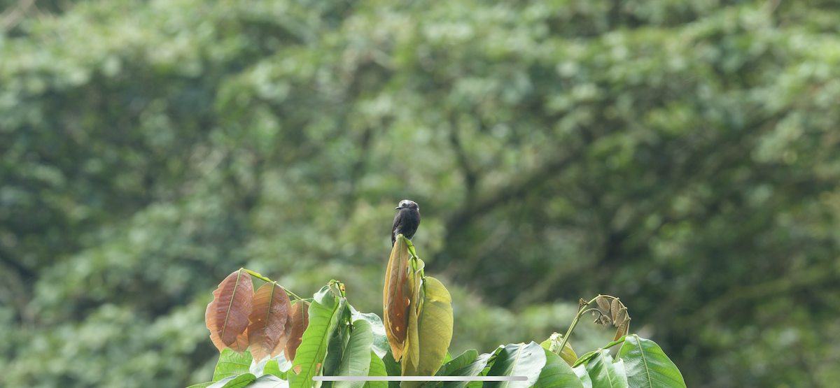 Long-tailed Tyrant - ML647261749