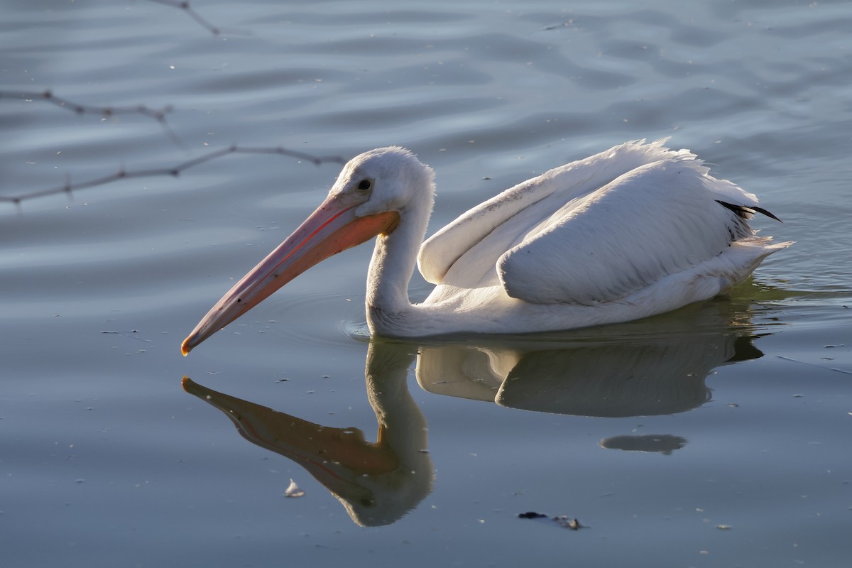 Pelikano zuri amerikarra - ML647261769