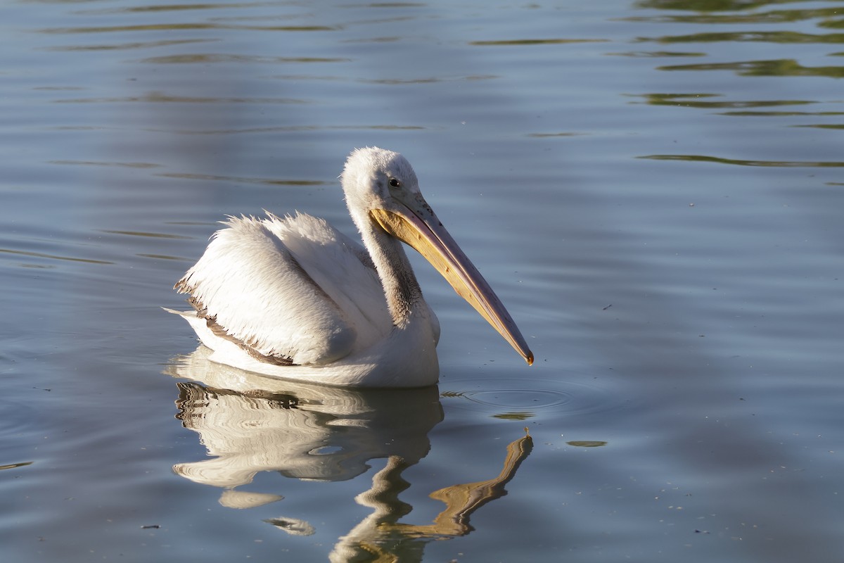 Pelikano zuri amerikarra - ML647261770