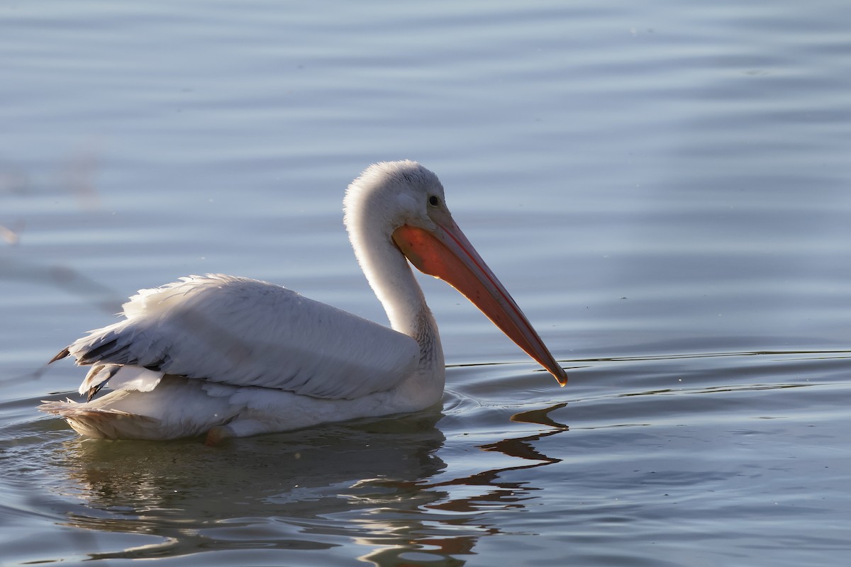 Pelikano zuri amerikarra - ML647261771