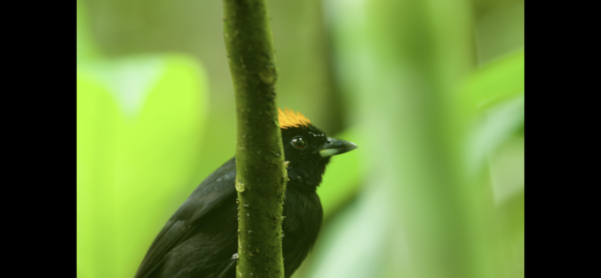 Tawny-crested Tanager - ML647261772