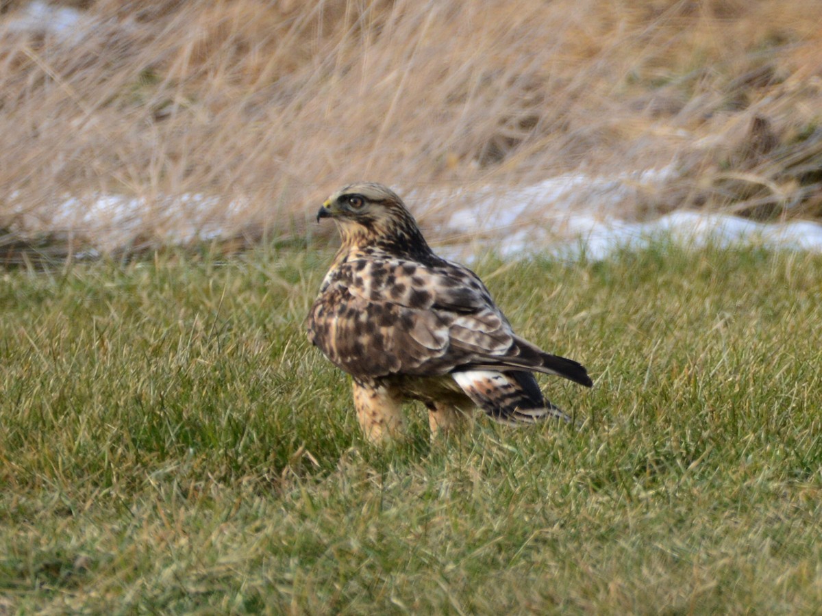 Rough-legged Hawk - ML647261773