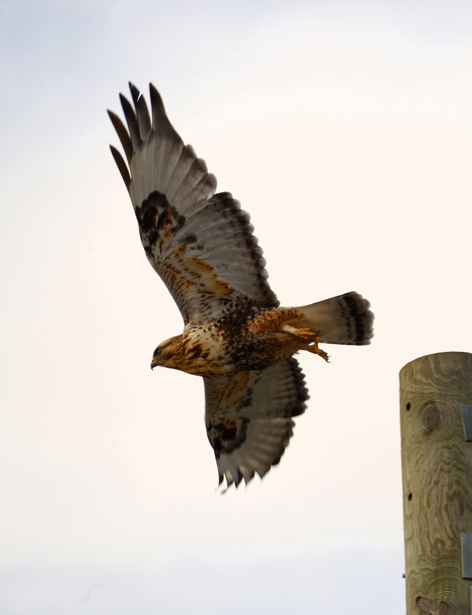 Rough-legged Hawk - ML647261774