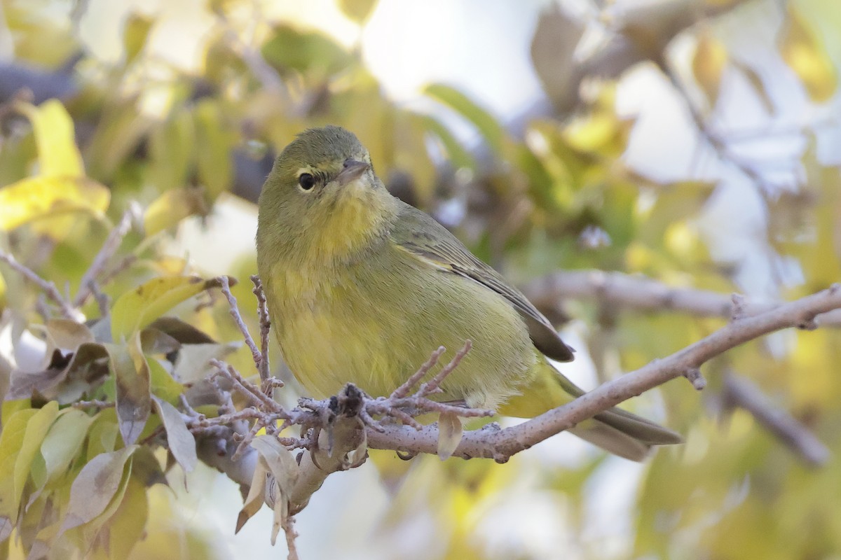 Orange-crowned Warbler - ML647261782