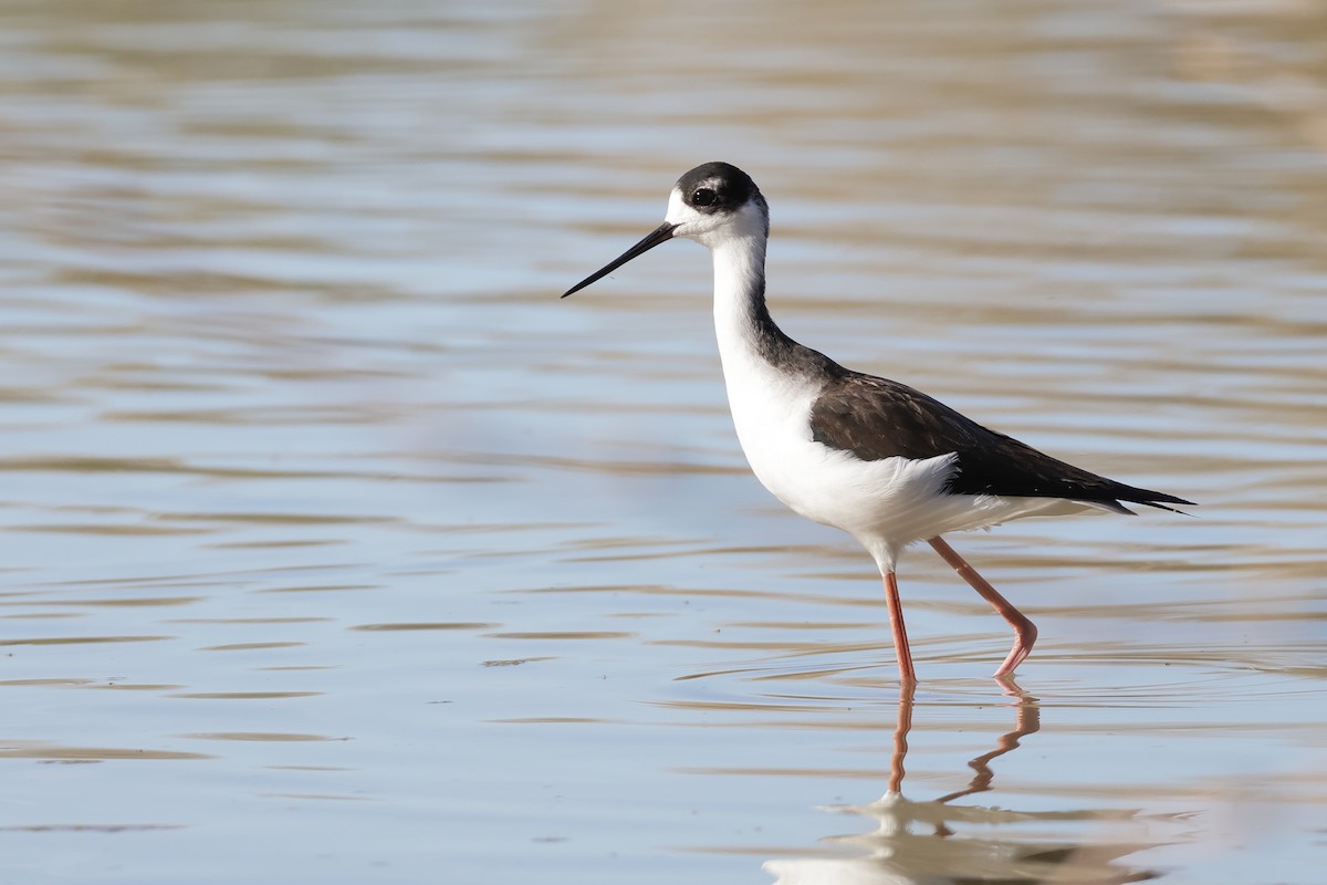 Zankaluze kaskabeltza - ML647261786