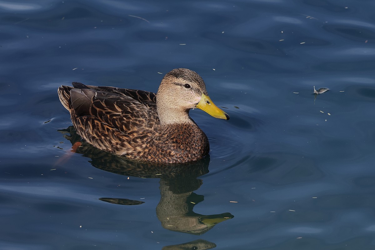Mallard x Mexican Duck (hybrid) - ML647261789