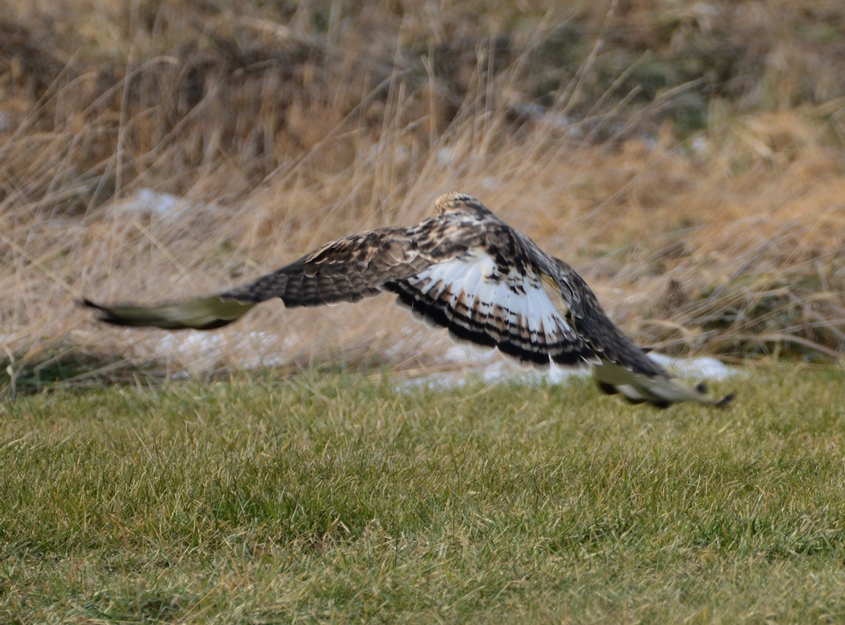 Rough-legged Hawk - ML647261791