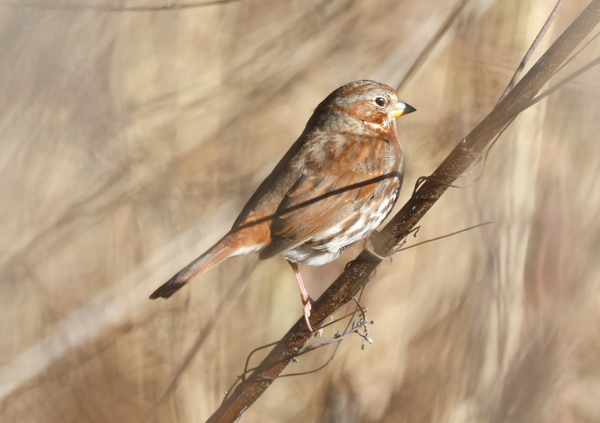 strnadec kaštanový - ML647261792