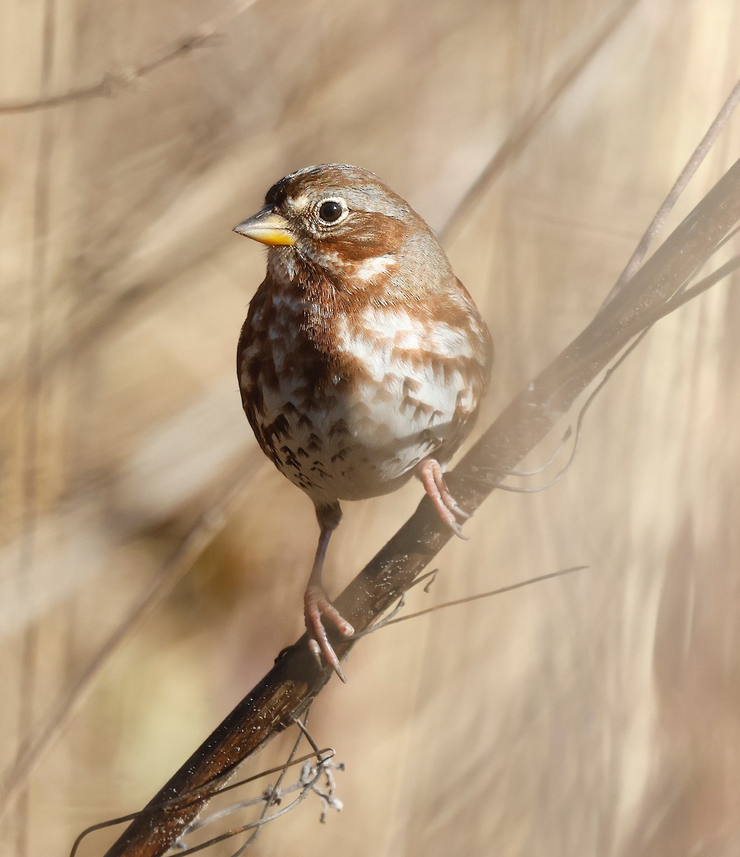 strnadec kaštanový - ML647261793