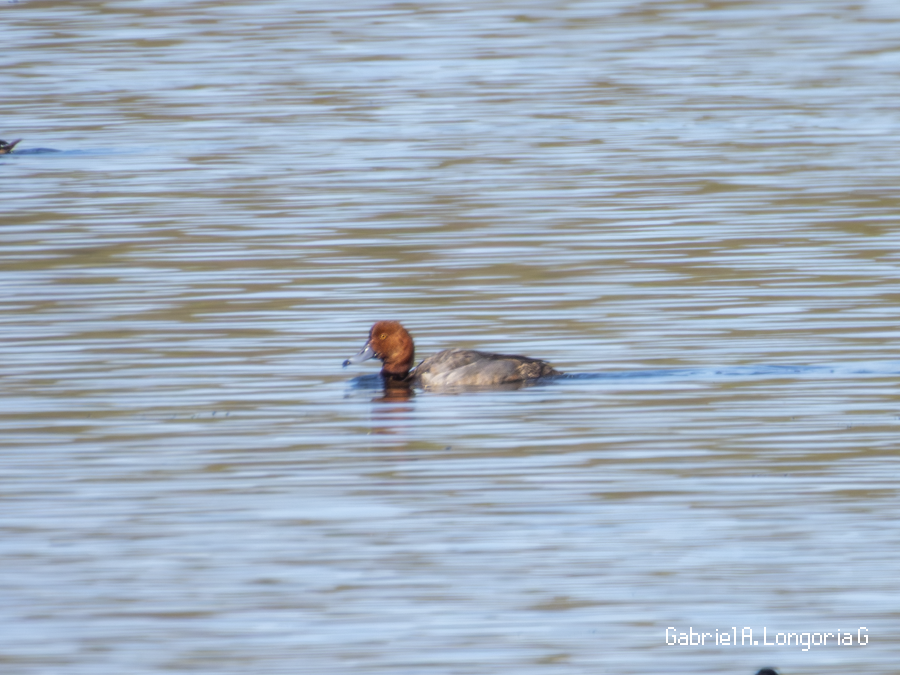 Redhead - ML647261803