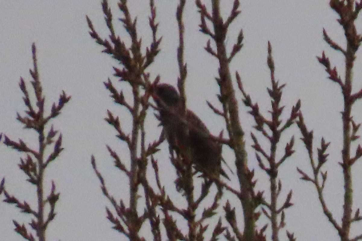 European Starling - ML647261804