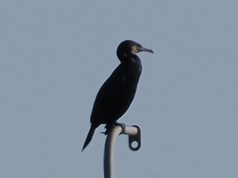 Большой баклан - ML647261805