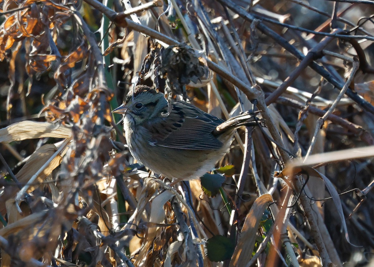 Swamp Sparrow - ML647261808