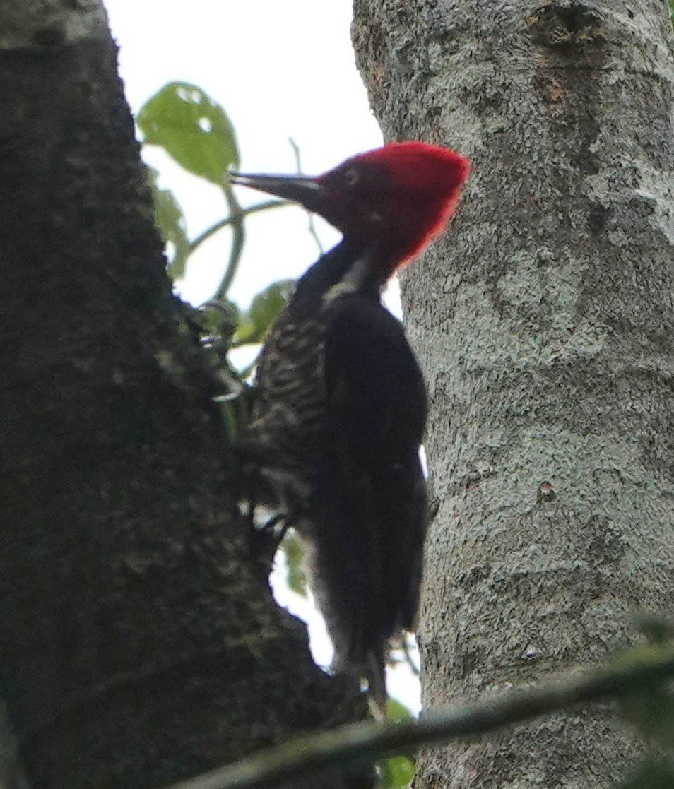 Guayaquil Woodpecker - ML647261815