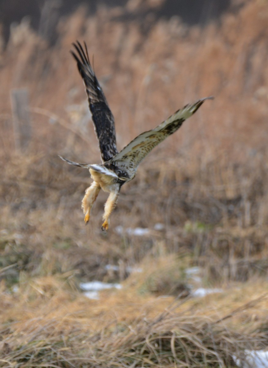 Rough-legged Hawk - ML647261829