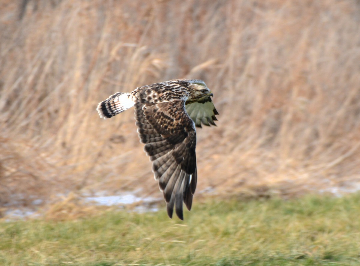 Rough-legged Hawk - ML647261830