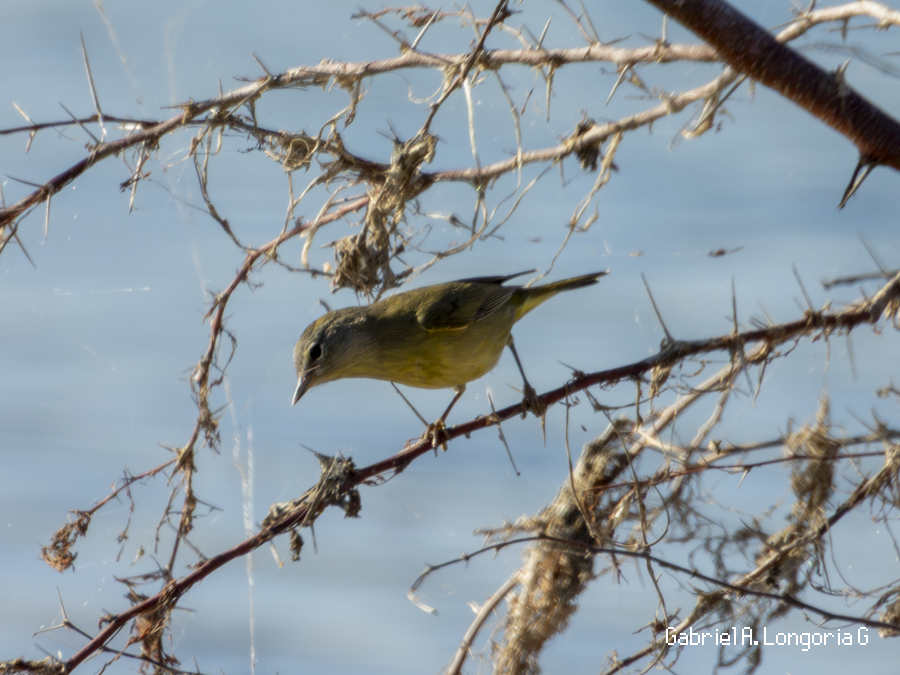 Orange-crowned Warbler - ML647261849