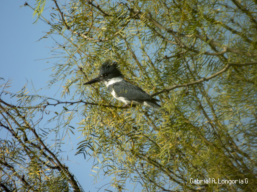 Belted Kingfisher - ML647261853