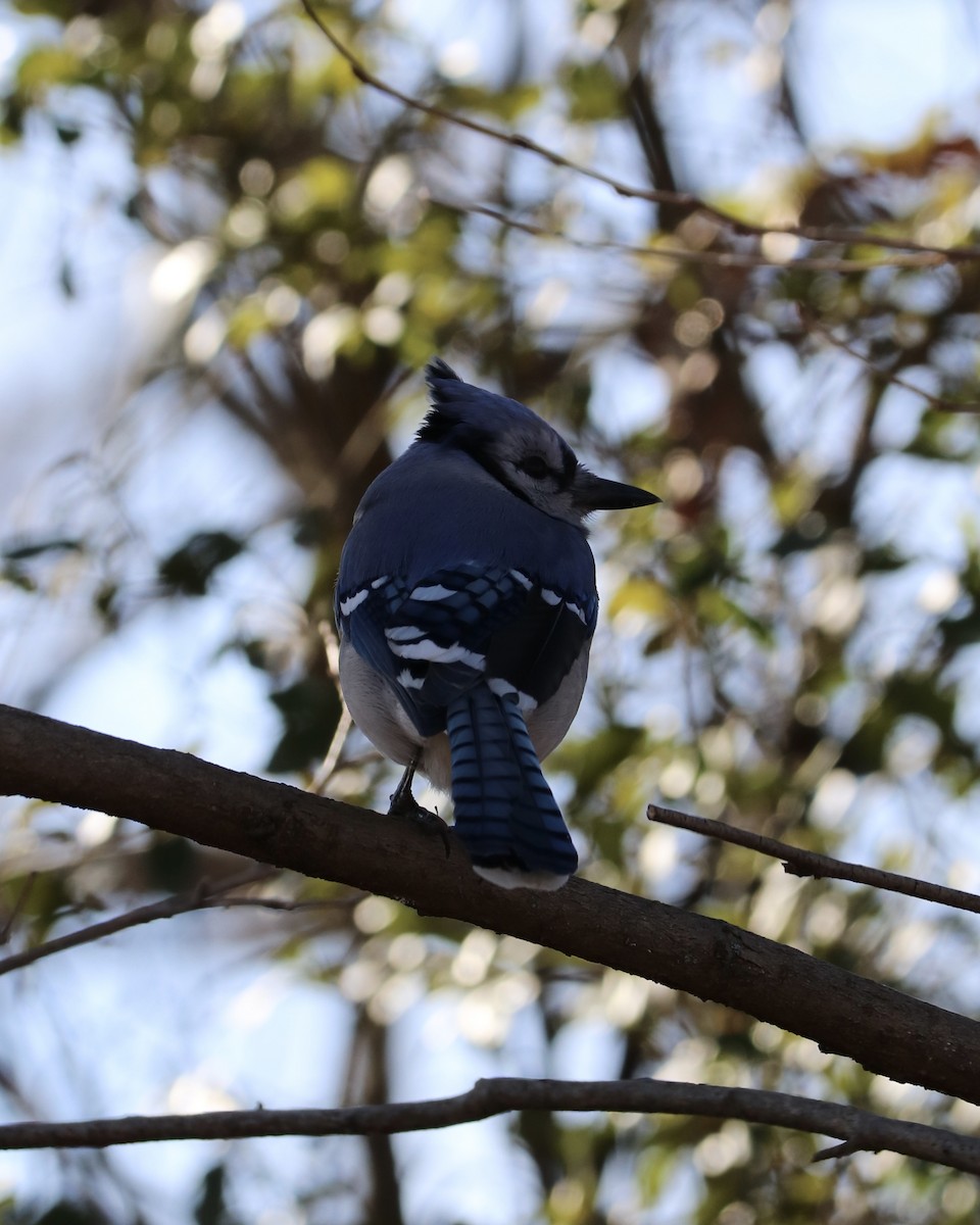 Blue Jay - ML647261854