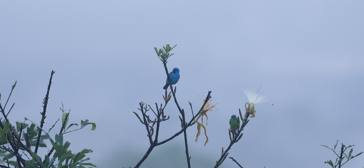 Blue Dacnis - ML647261858