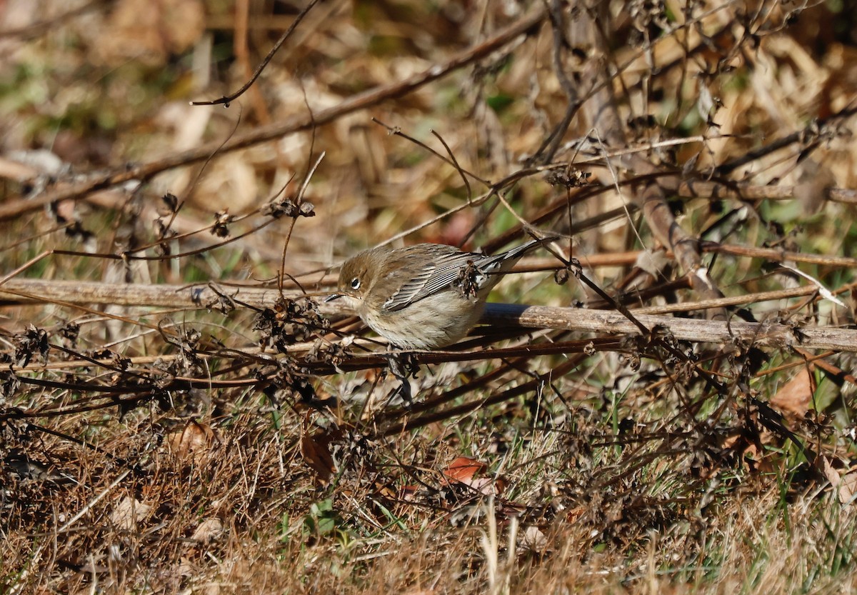 lesňáček žlutoskvrnný - ML647261885