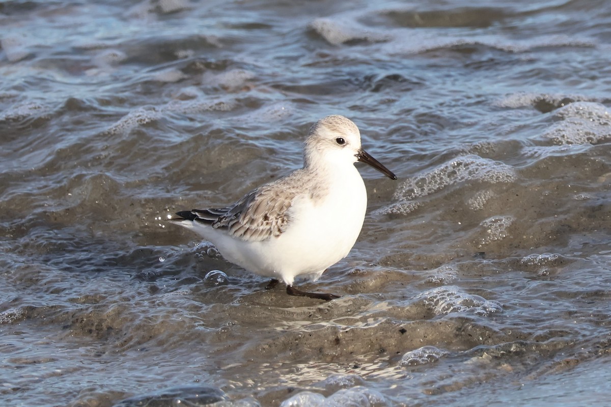Sanderling - ML647261888