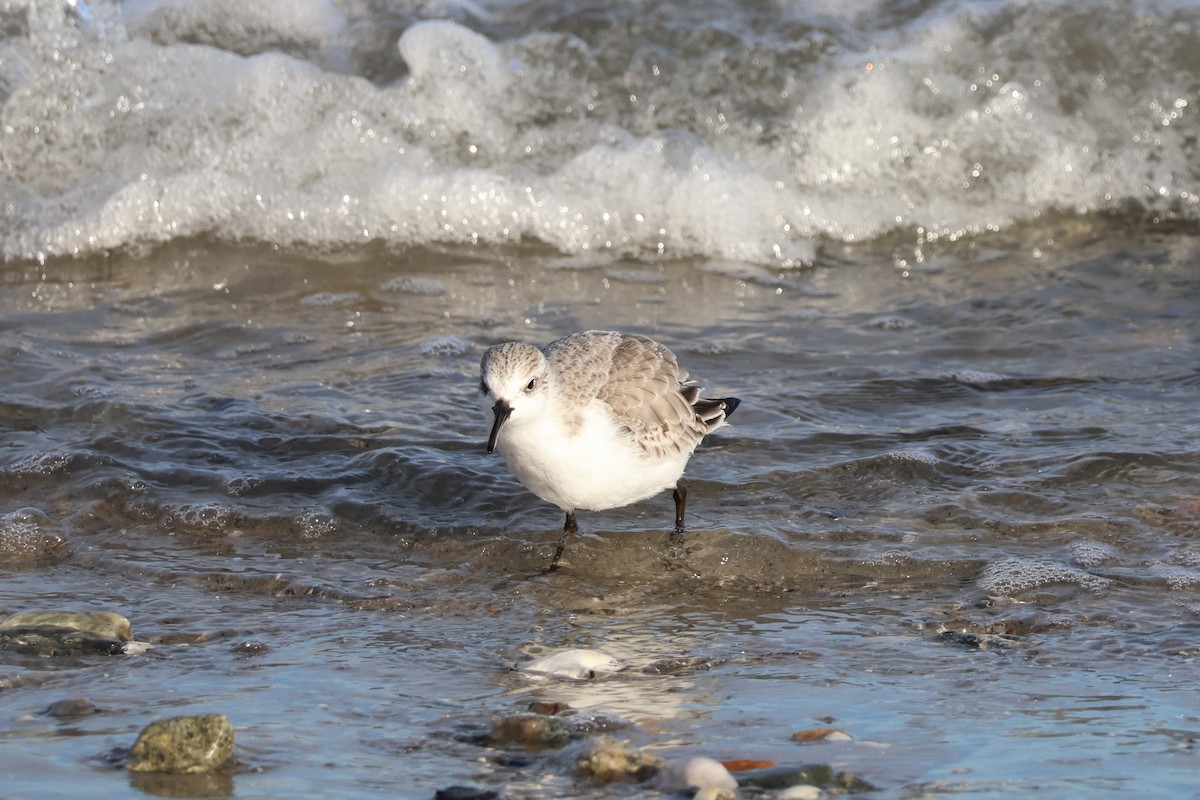 Sanderling - ML647261889