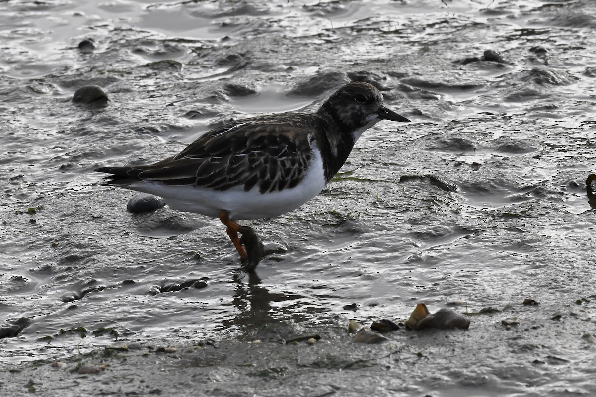ארנריה אדמונית - ML647261891