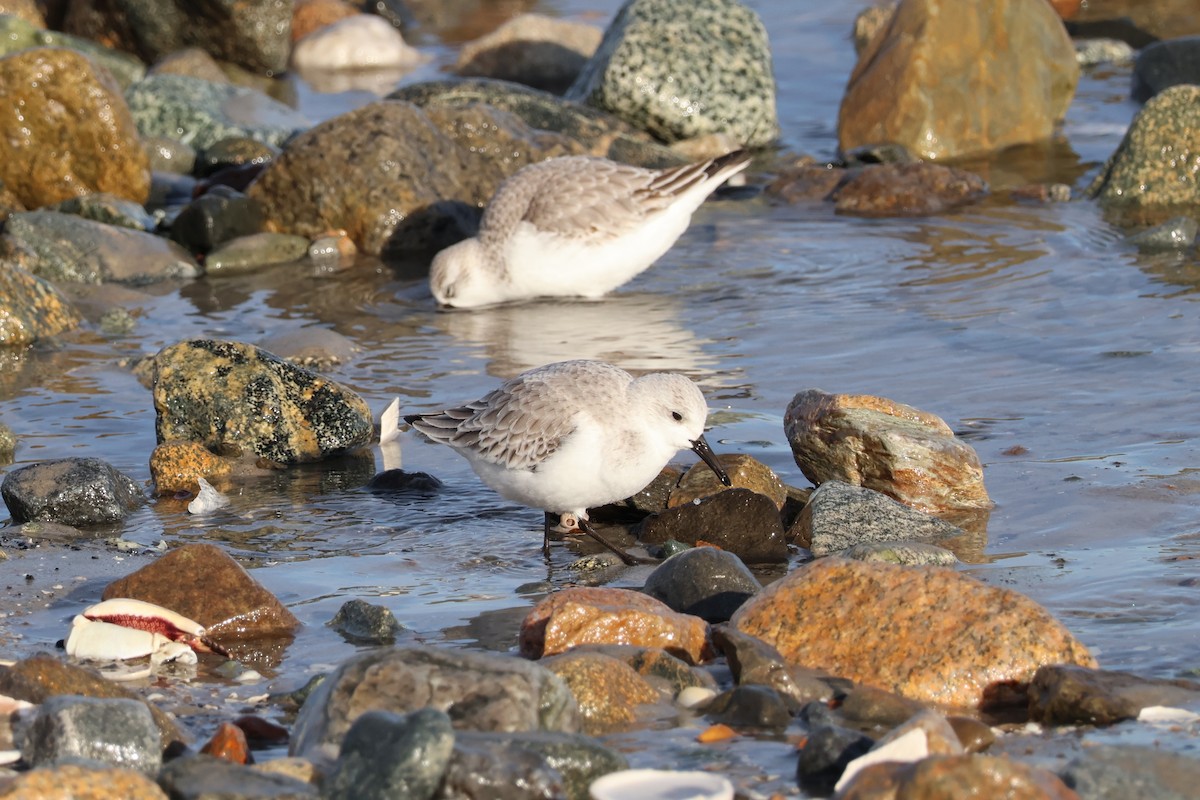 Sanderling - ML647261905