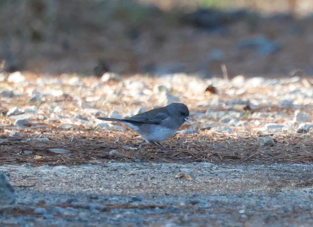 strnadec zimní - ML647261907