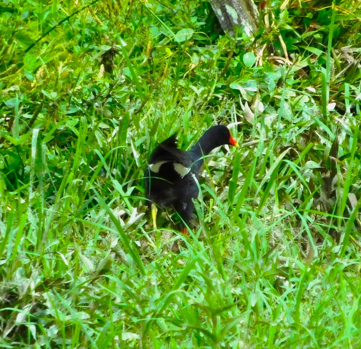 Курочка латиноамериканська - ML647261909