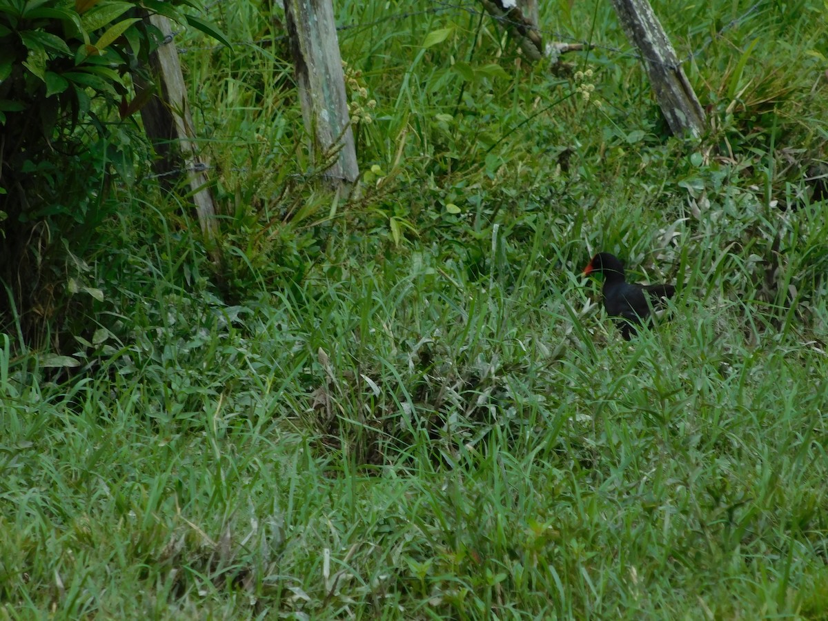 Курочка латиноамериканська - ML647261910