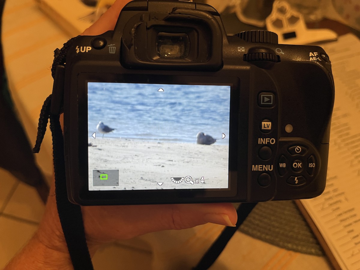 American Herring Gull - ML647261912