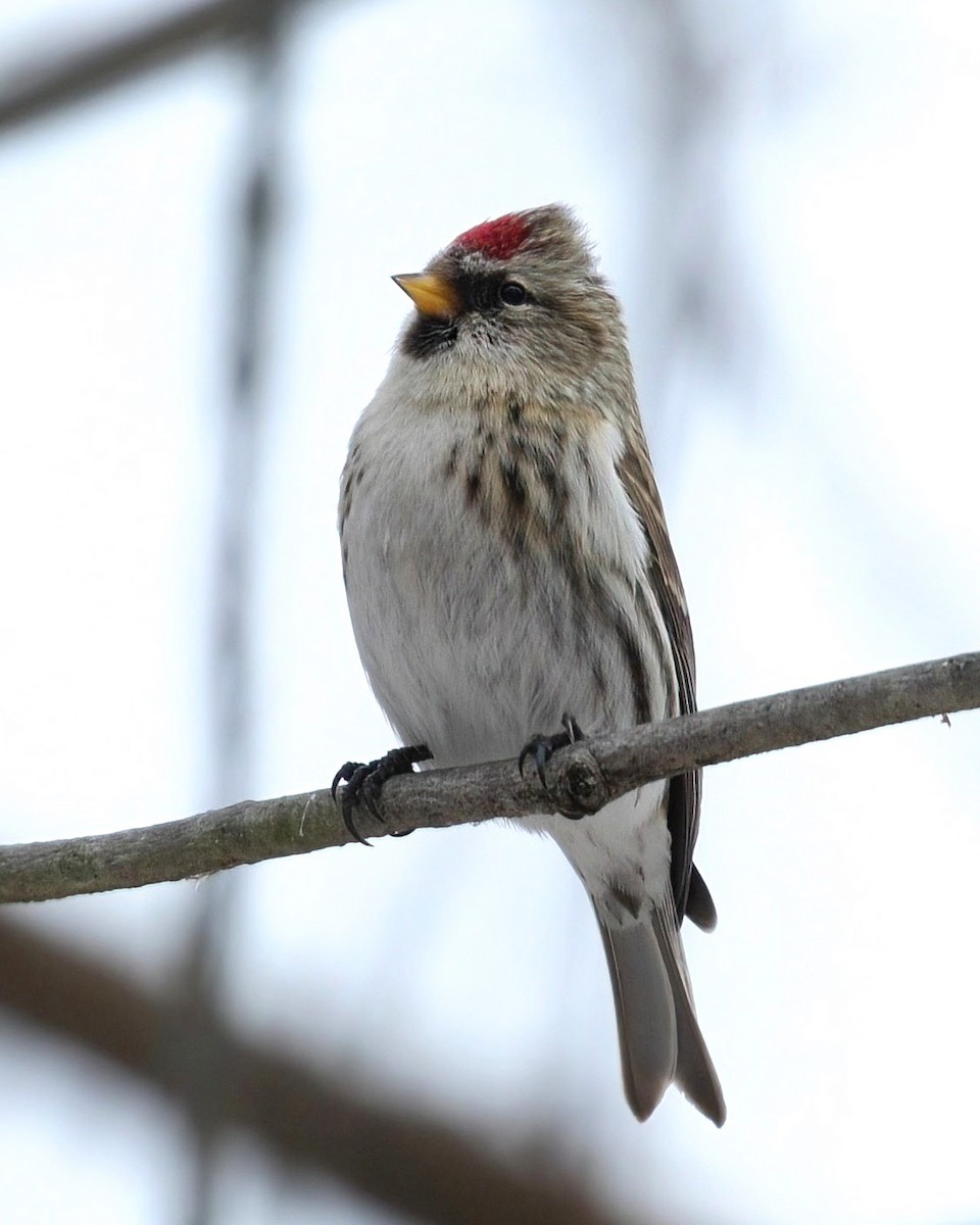 Redpoll - ML647261932