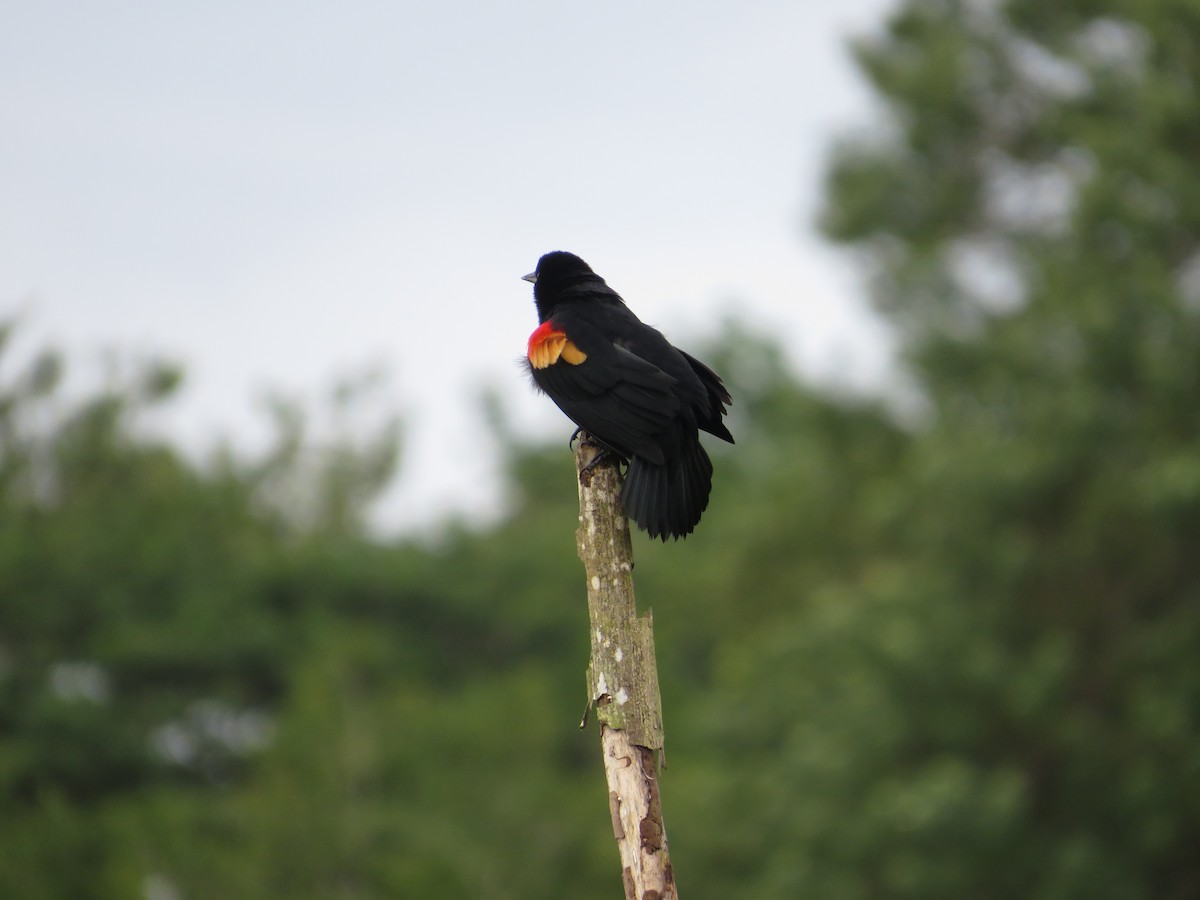 Red-winged Blackbird - ML647261938
