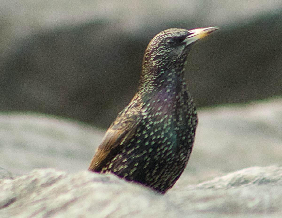 European Starling - ML647261965