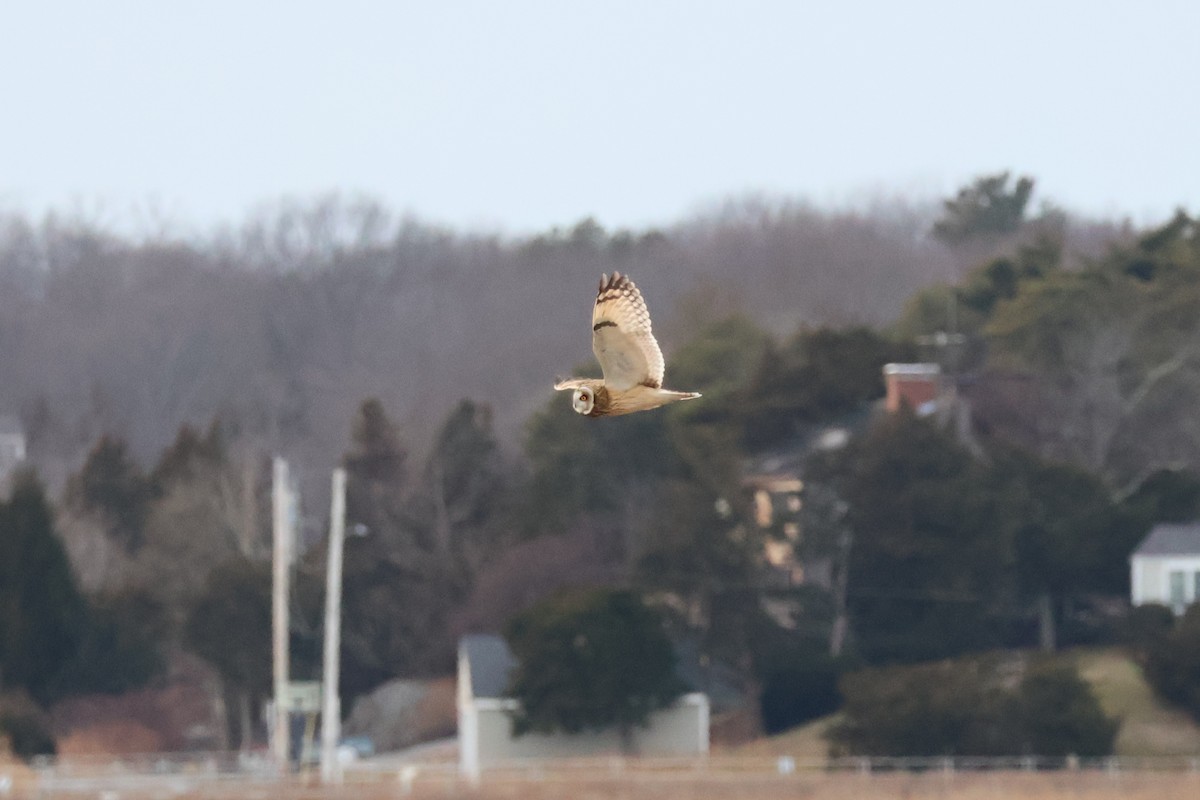 Zingira-hontza - ML647261966