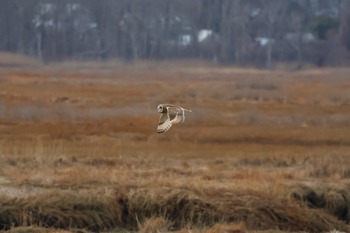 Zingira-hontza - ML647261967