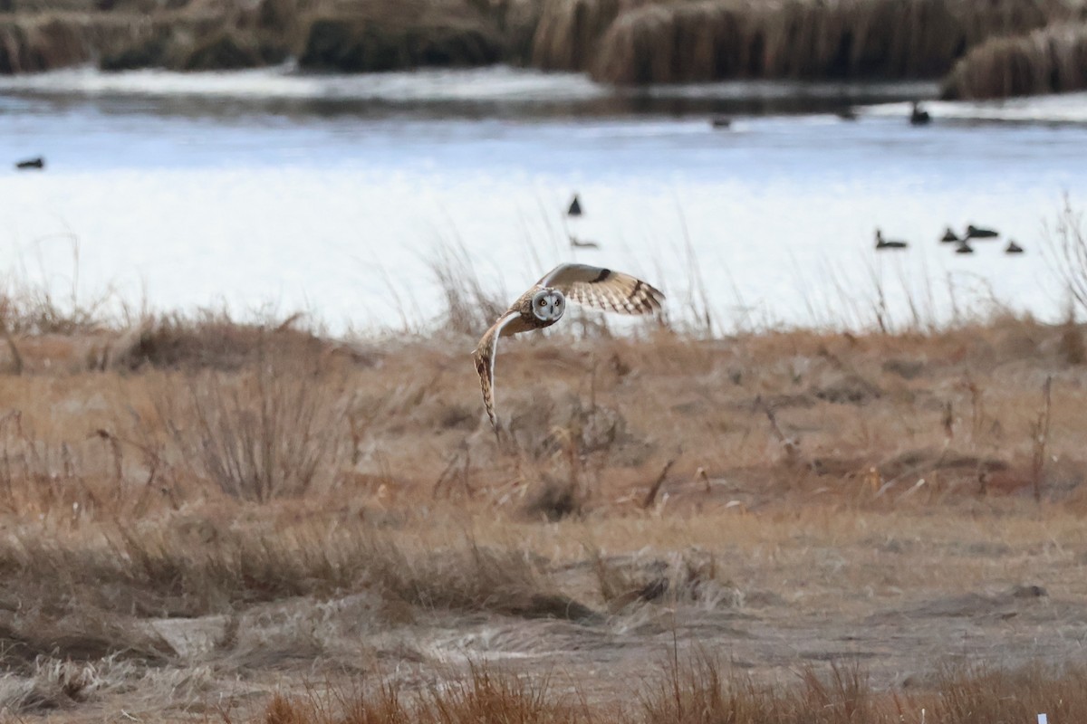 Zingira-hontza - ML647261968