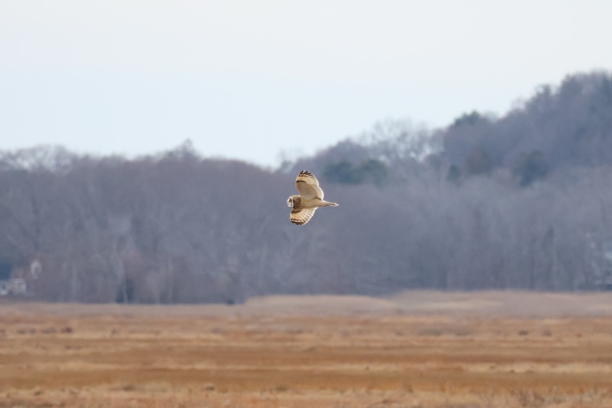 Zingira-hontza - ML647261970